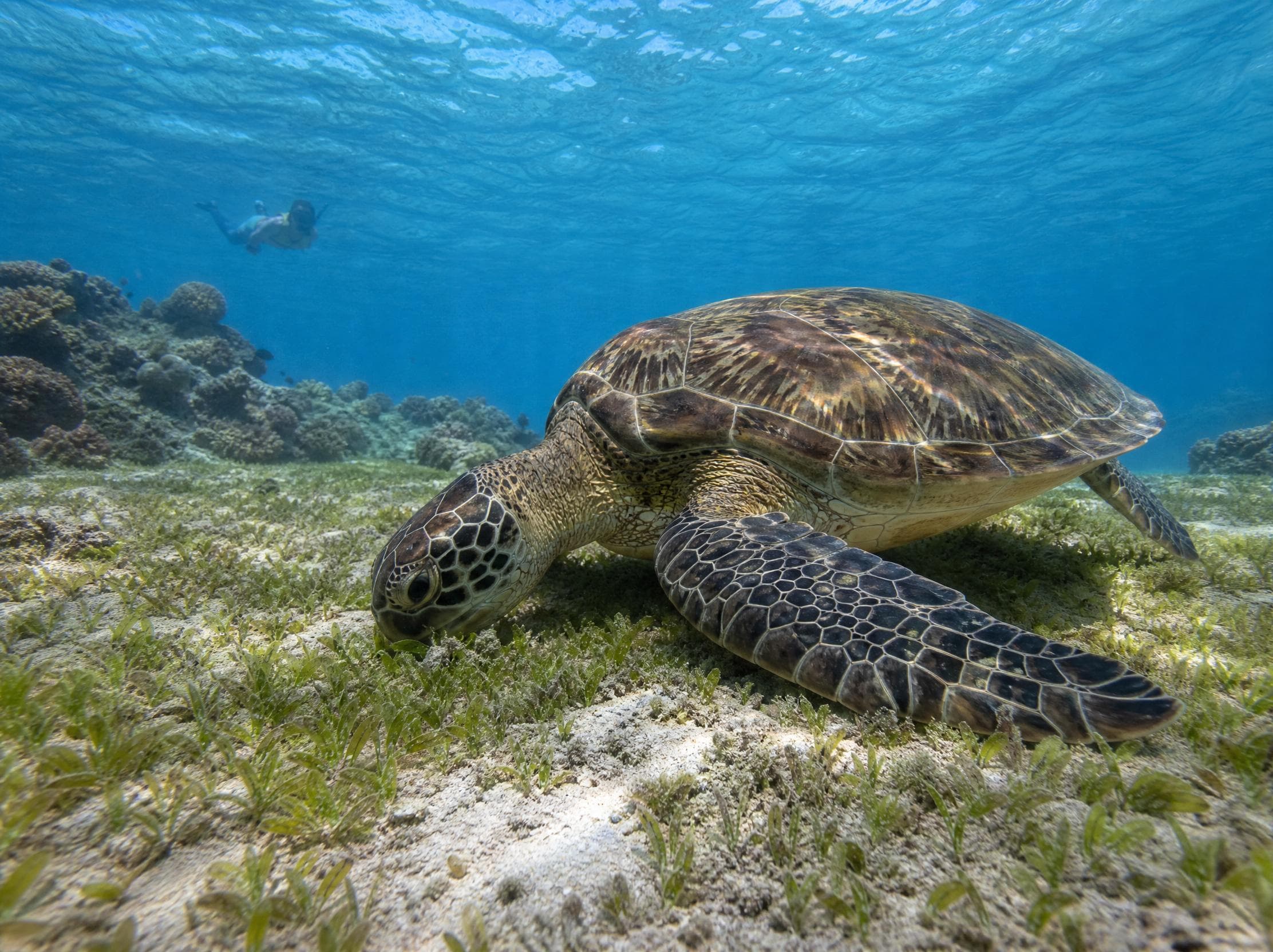 Turtle Watching