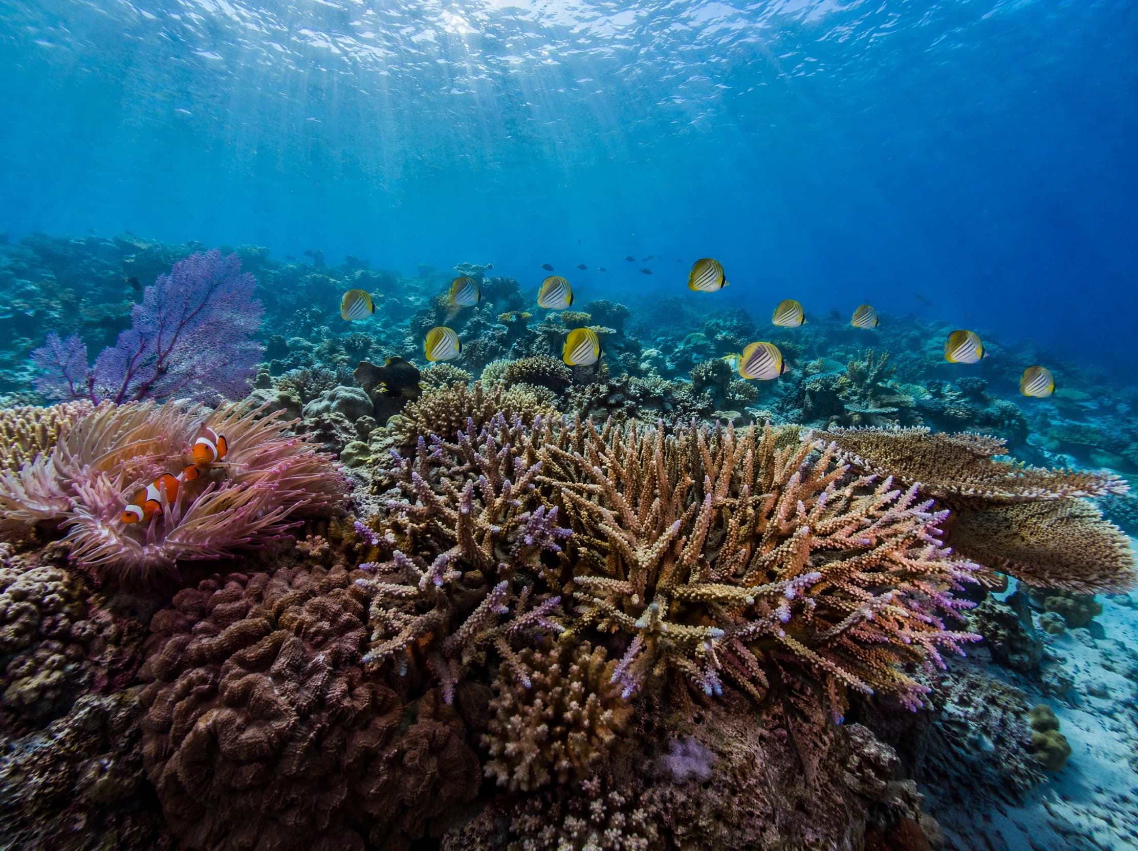 Coral Garden