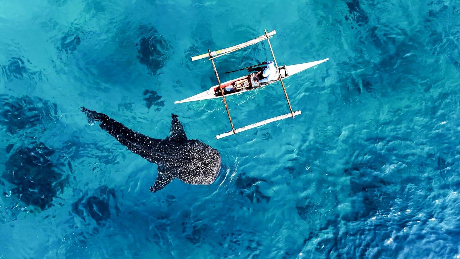 Whale Shark Encounter